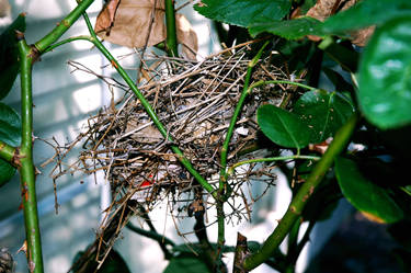 Another Bird's Nest