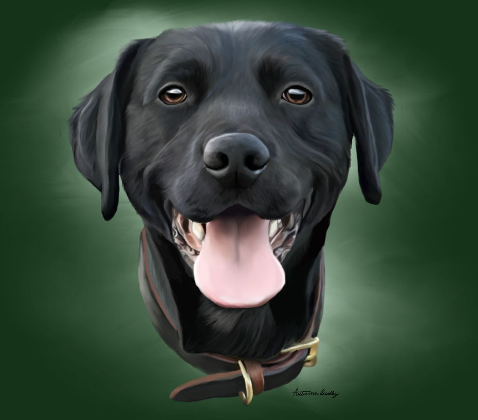 Black Lab Deviantart Black Labrador by caninecreativity on DeviantArt