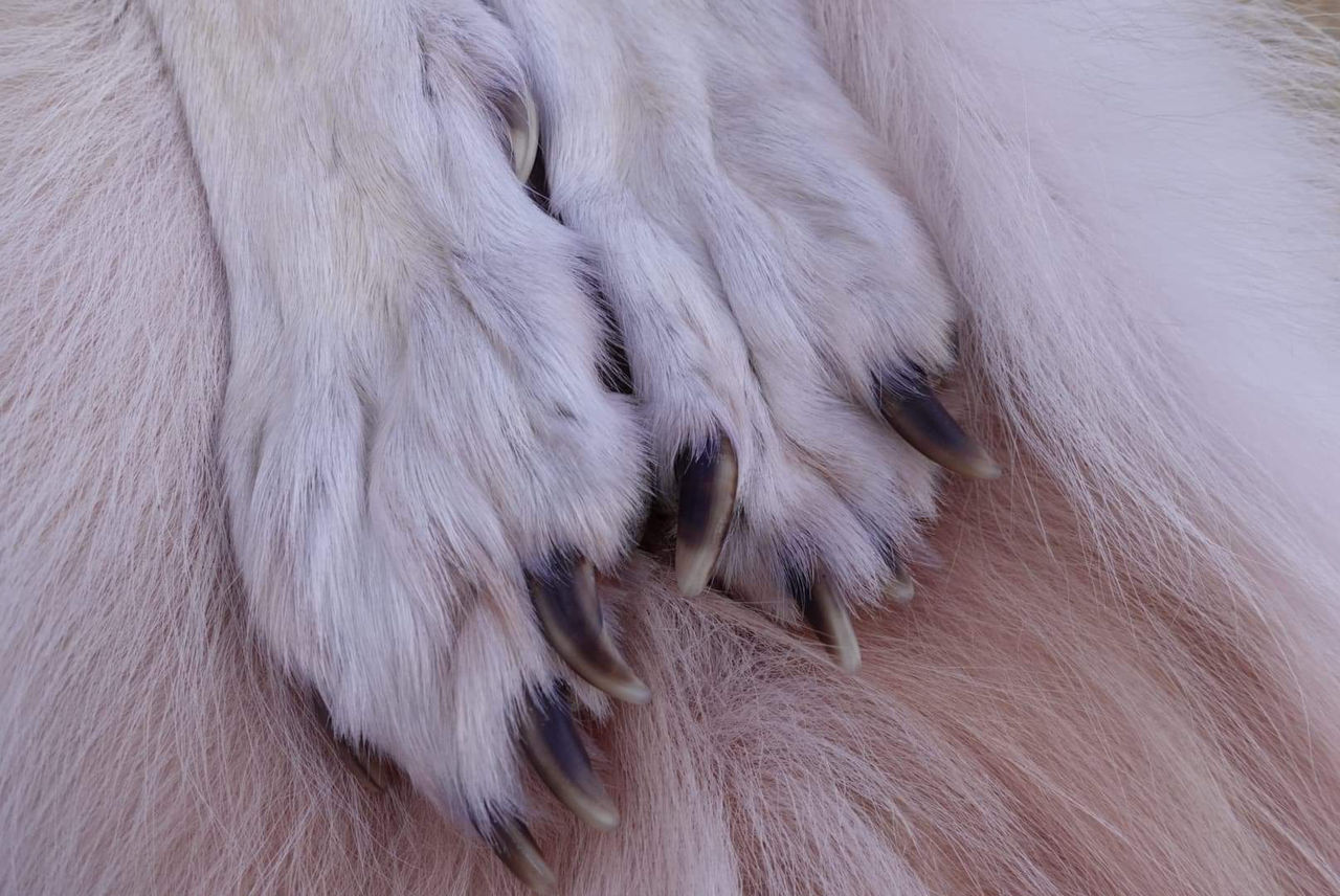 Wolves Claws Wolf Claws by DecayWednesday on DeviantArt