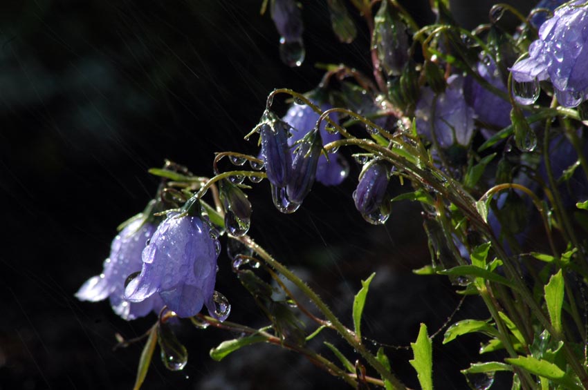 Campanula rotundifolia