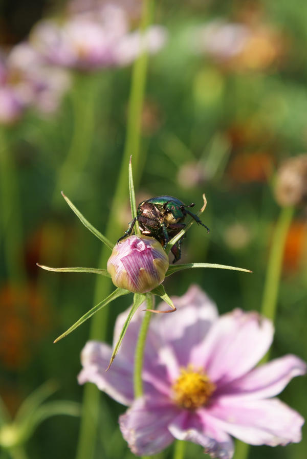 Les habitants de jardin X