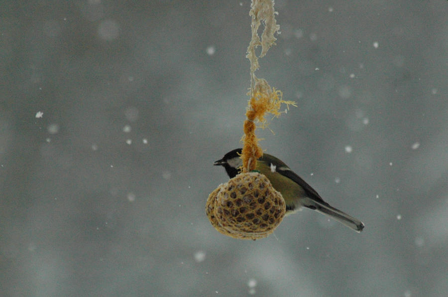 Winter birds I