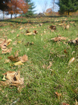 Fallen Leaves of Fall