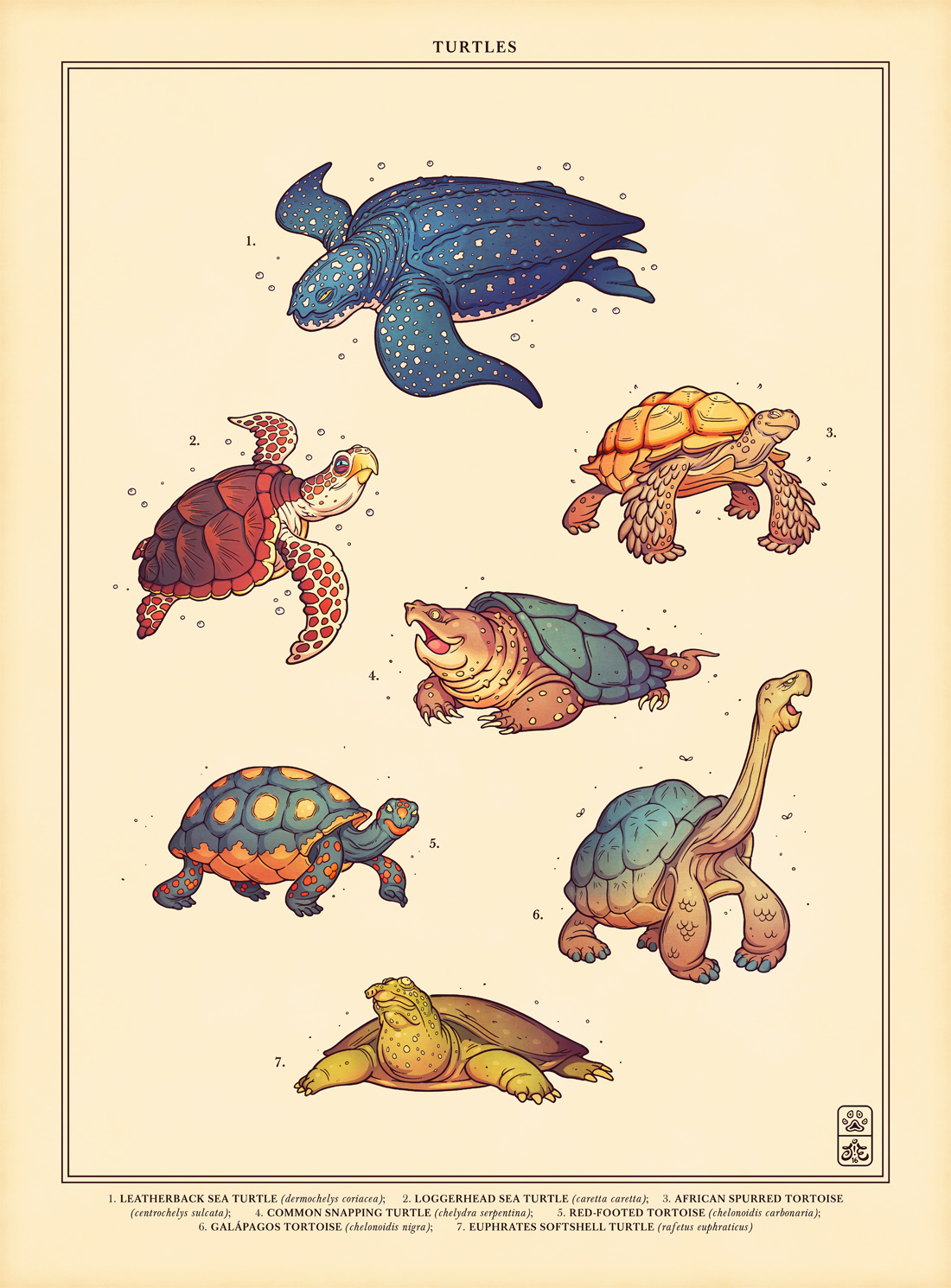 Turtle Week