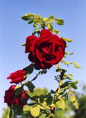 SK's Rose