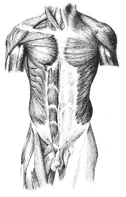 Anatomy 1