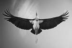 Flight of the Marabou by JanneO
