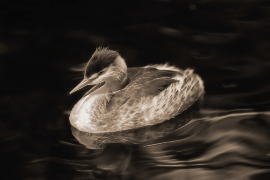 Great Crested Grebe