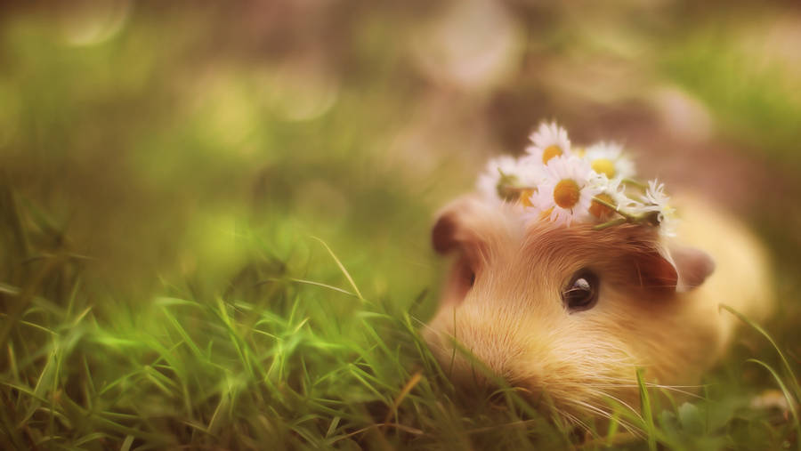 Gilbert - HD wallpaper by JanneO