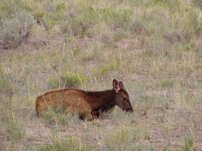 Baby Elk