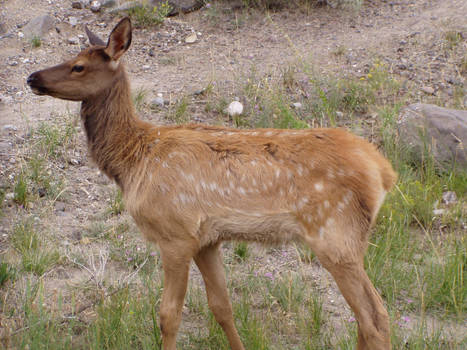 Another Baby Elk