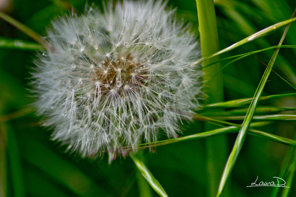 Common Dandelion