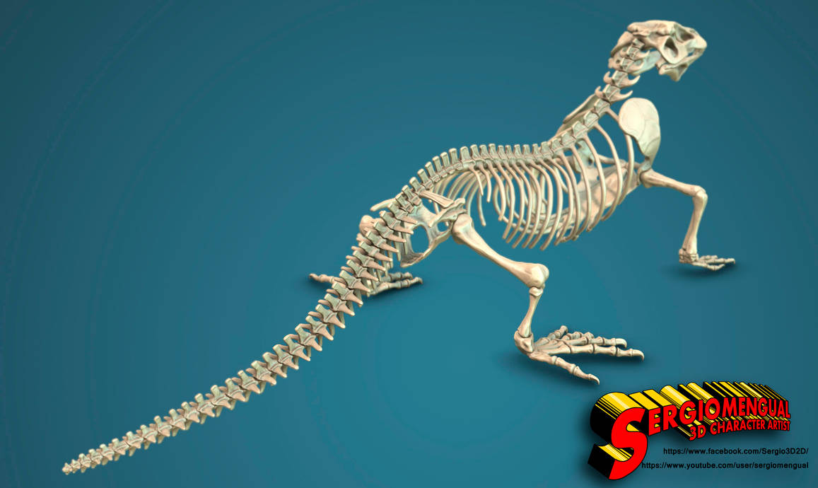 Скелет хвоста. Скелет комодского варана. Скелет Капского варана. Скелет хвоста комодского варана. Анатомия комодского варана.