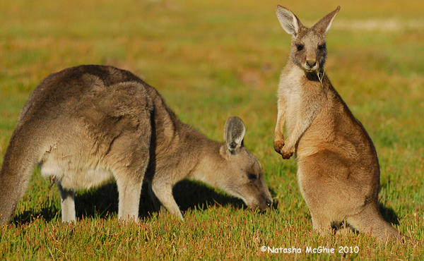 TypicalMacropod