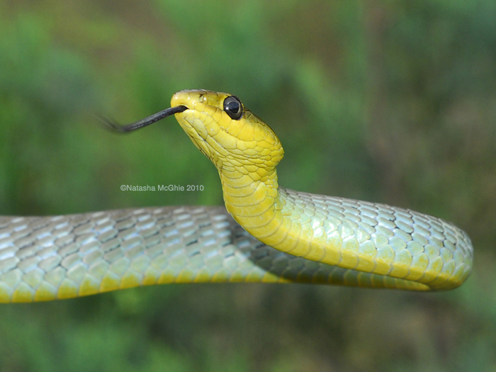 TypicalDendrelaphis