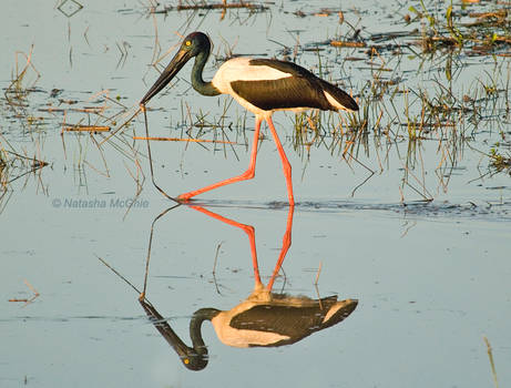 Typical Jabiru