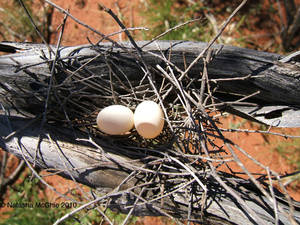 Typical Nest Eggs