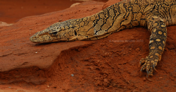 Typical Perentie