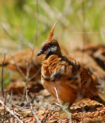 Typical Spinifex Pigeon