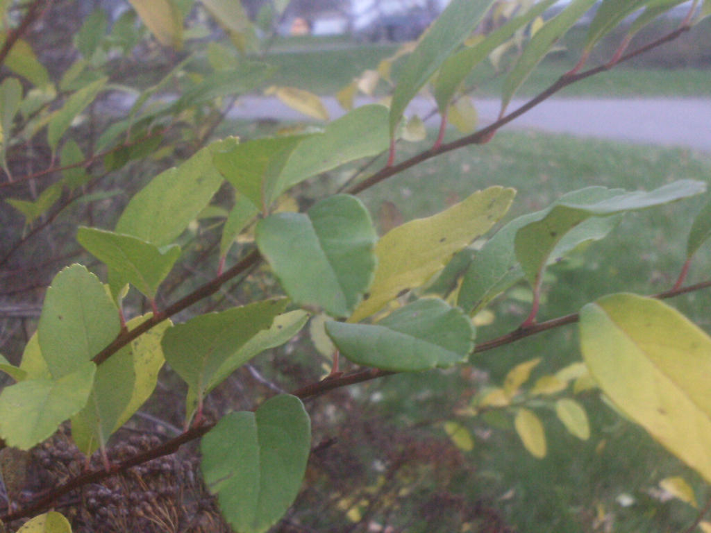 pretty leaves