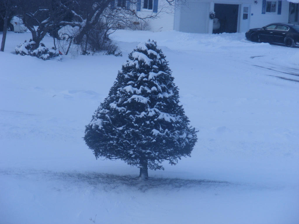 snow covered tree