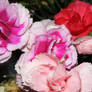 i love my carnations!