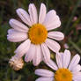 beautiful daisies