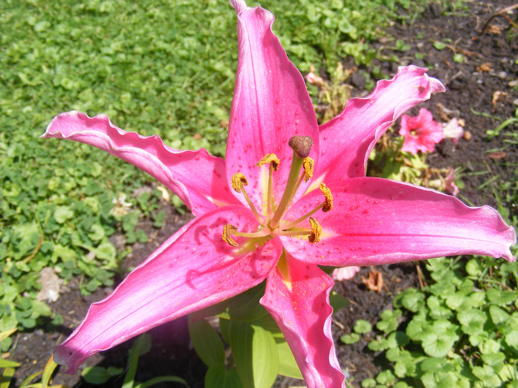 beautiful pink flower