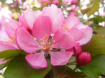 apple blossom