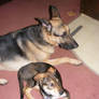 Bandit and Jake....picture #4