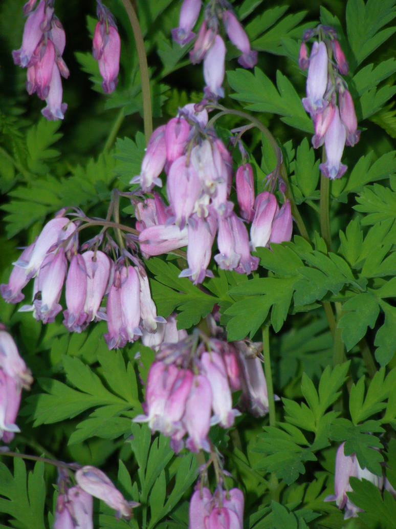 Happy Birthday Inge by BlueIvyViolet on DeviantArt