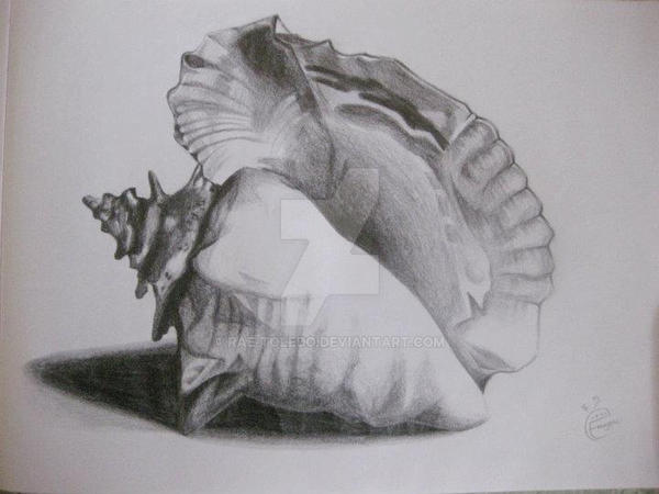 Shell by rae-toledo on DeviantArt