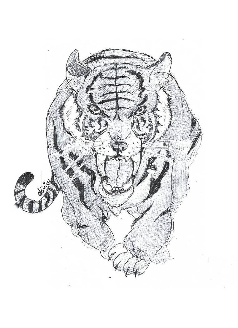 Tiger By Davicu On DeviantArt tiger-by-davicu-on-deviantart
