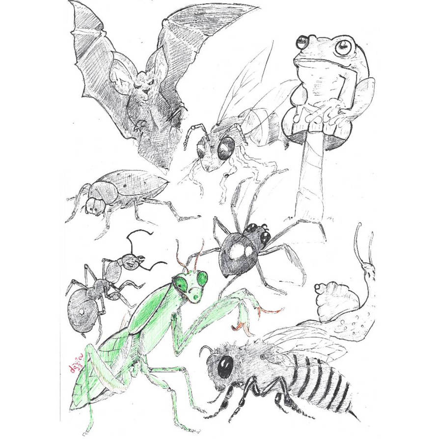 Insects and other creatures by Davicu on DeviantArt