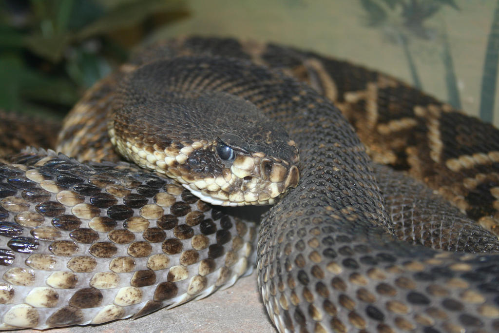 Rattlesnake Jake by TheBlueFighter on DeviantArt