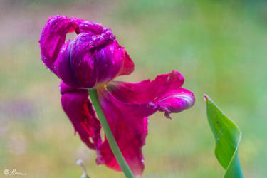 Tulipe sous la pluie