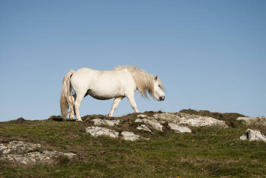 Welsh Pony