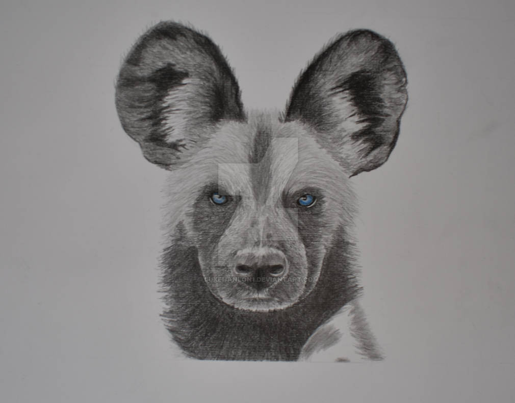 African Wild Dog Graphite Pencil Drawing by lukehanlon1 on DeviantArt
