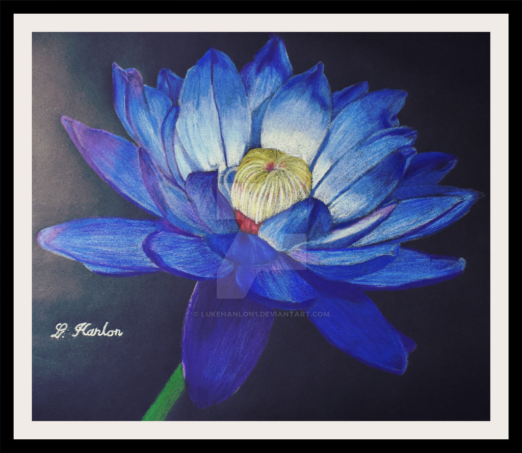 Lotus Flower Coloured Pencil Drawing By Lukehanlon1 On