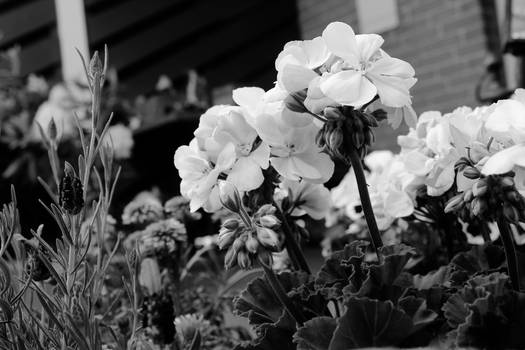 Flowers at sunny day