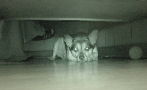 my dog under the desk