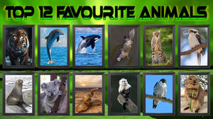 Favourite Animals!