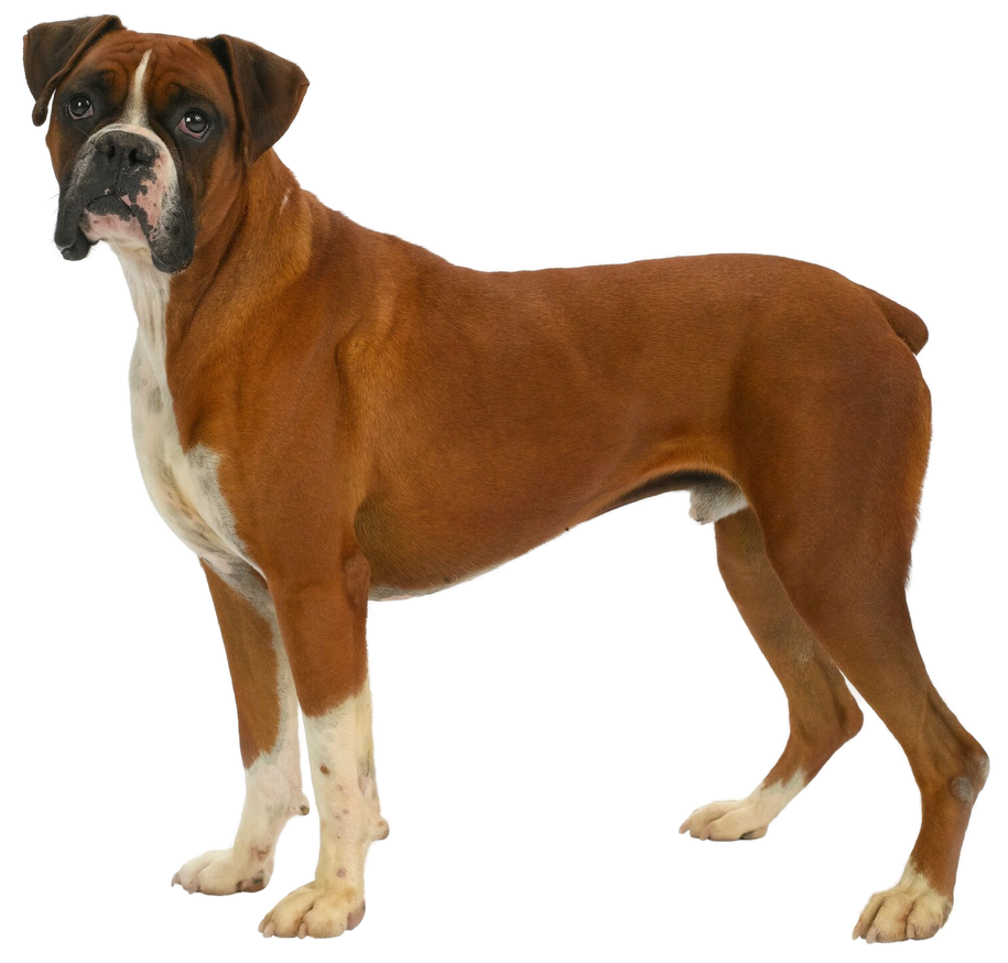 Transparent Boxer Face Boxer - Transparent! by SpeedCam on DeviantArt