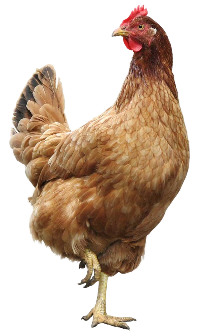 Chicken Text Transparent Chicken - Transparent! by SpeedCam on DeviantArt