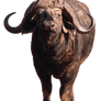 African Buffalo - Transparent!