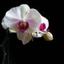 Orchid