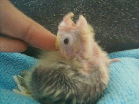 Baby Cockatiel