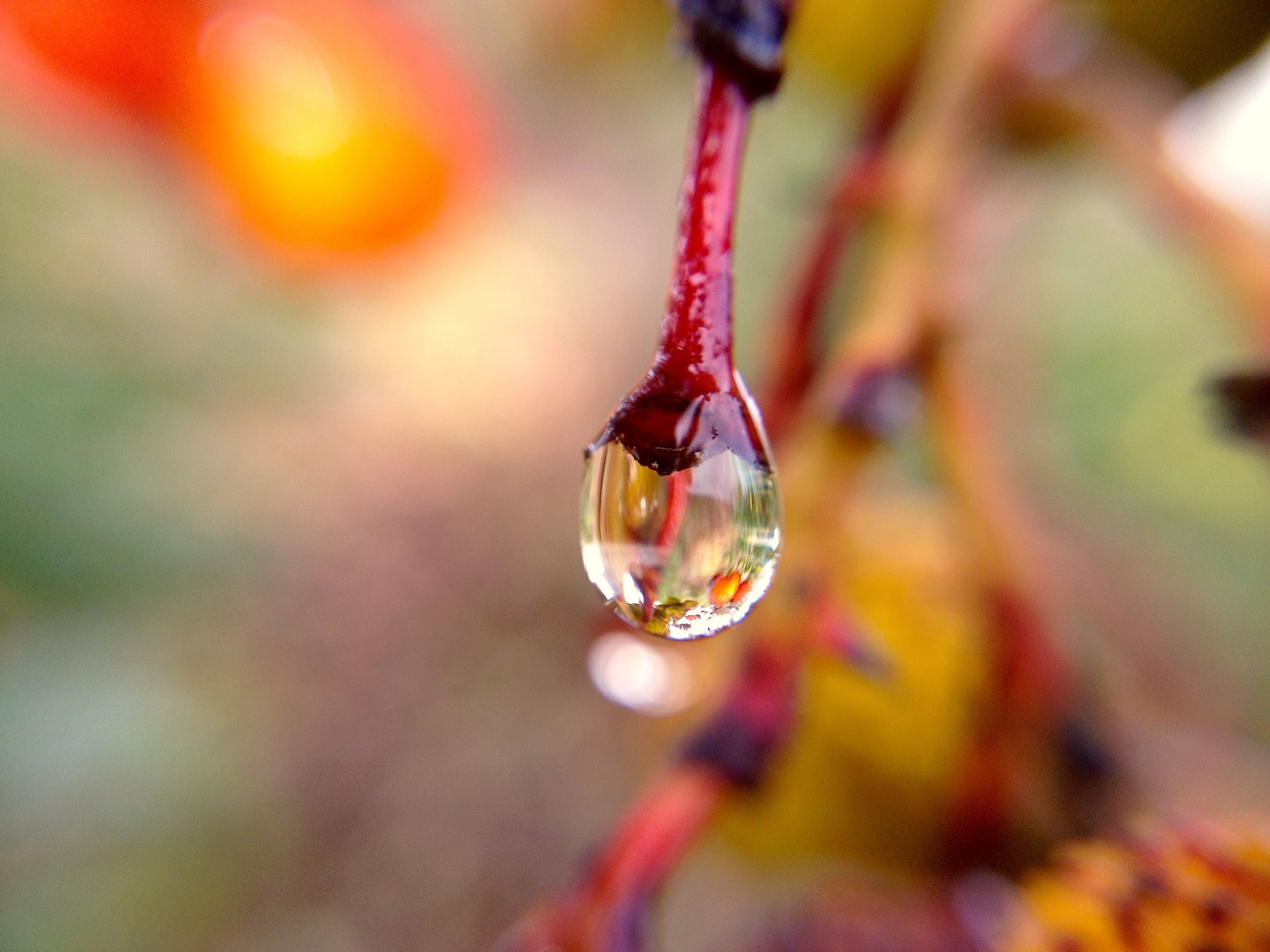 Water fruit