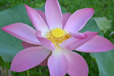 Pink Lotus