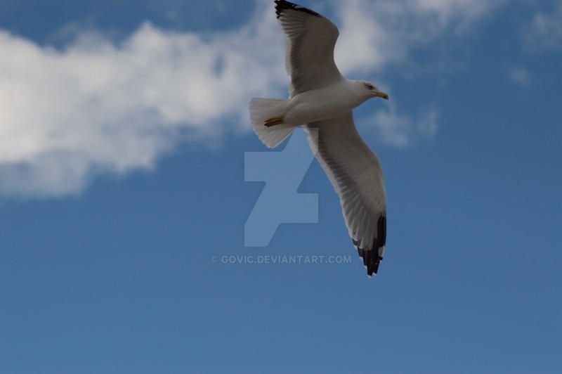 Seagull